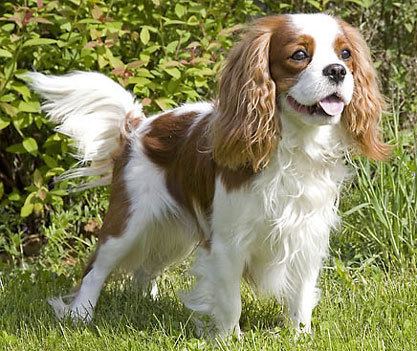Cavalier King Charles Spaniel The Cavalier King Charles Spaniel Revived and Raring to Go