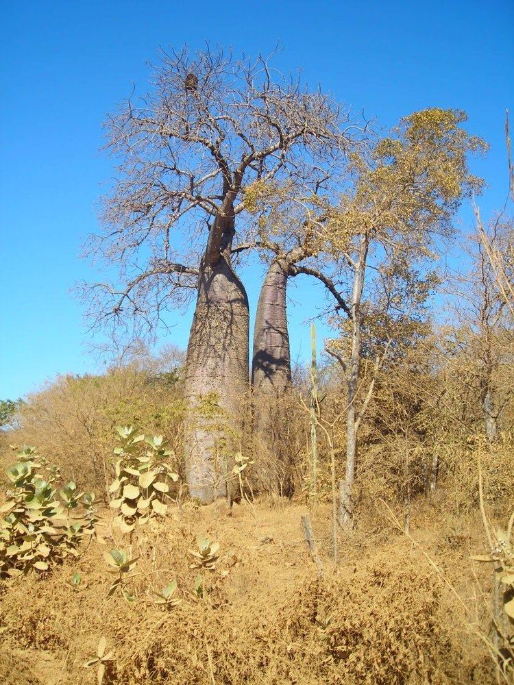 Cavanillesia Panoramio Photo of Sobrevivendo seca Cavanillesia Arborea