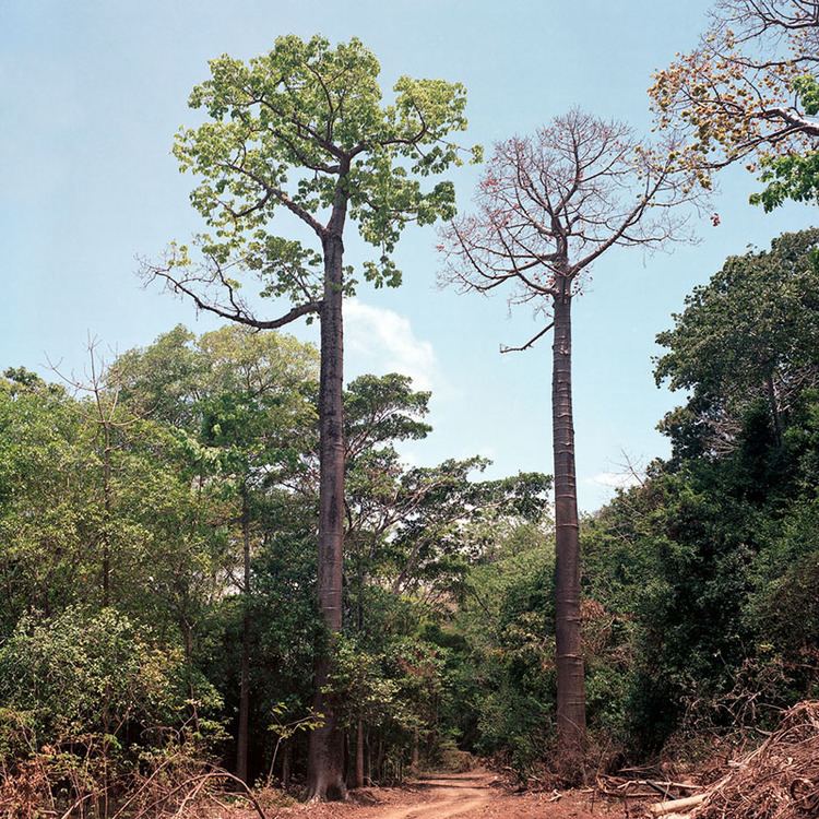 Cavanillesia platanifolia Azuero Earth Project Cavanillesia platanifolia Azuero Earth Project