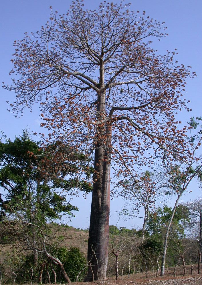 Cavanillesia platanifolia Panama watershed tree atlas