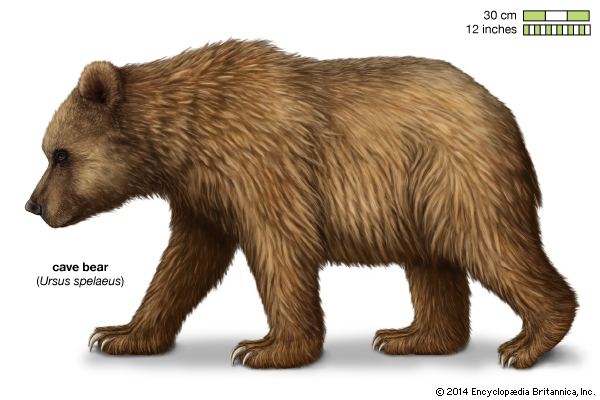 Cave bear cave bear extinct mammal Britannicacom