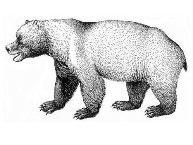 Cave bear Huge Cave Bears When and Why They Disappeared