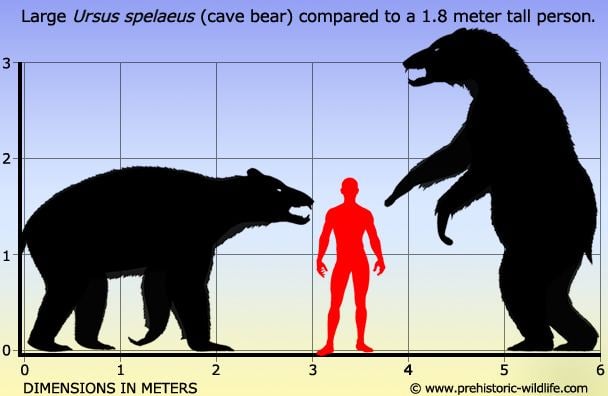 Cave bear Ursus spelaeus Cave Bear