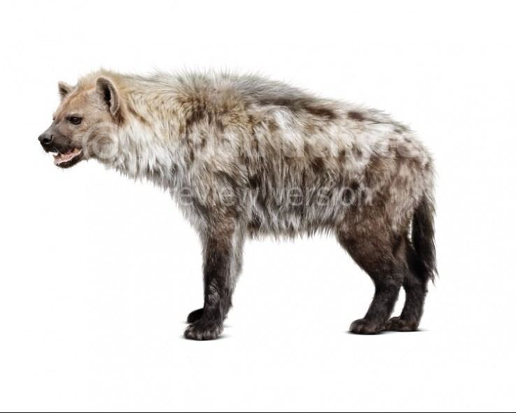 Cave hyena - Alchetron, The Free Social Encyclopedia