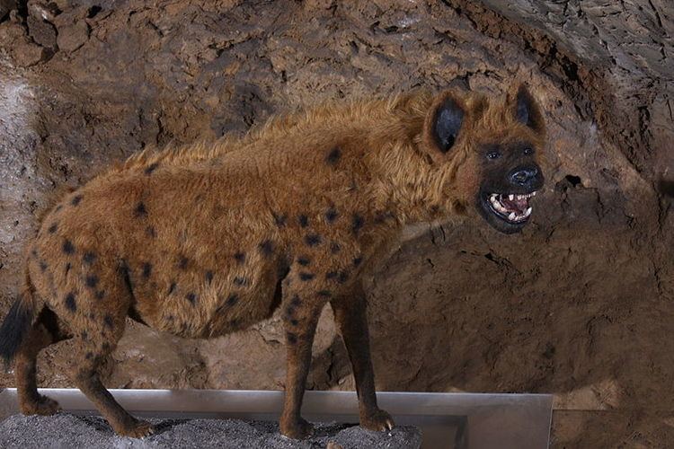Cave hyena Animal A Day Cave Hyena