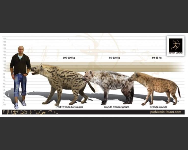 Cave Hyena Size