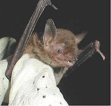 Cave myotis httpsuploadwikimediaorgwikipediacommonsthu