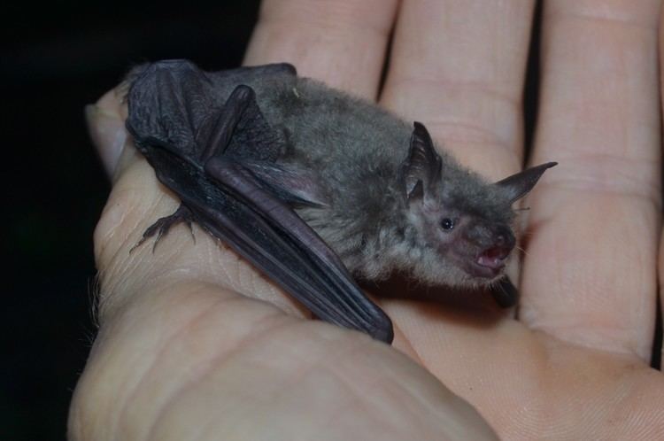 Cave myotis Cave Myotis Austin Bat Refuge