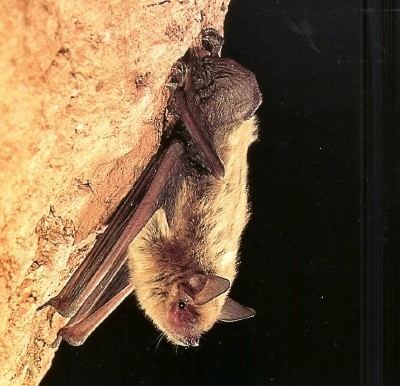 Cave myotis Sonoran Desert mammals Cave Myotis Myotis velifer