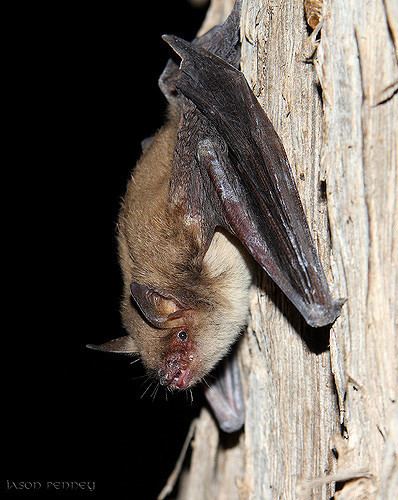 Cave myotis Cave Myotis Myotis velifer While walking along the Guada Flickr