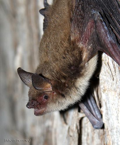 Cave myotis Myotis velifer Mouseeared bat Cave bat