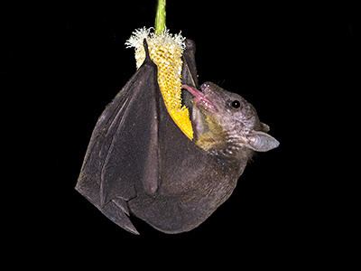 Cave nectar bat Cave Nectar Bat Eonycteris spelaea