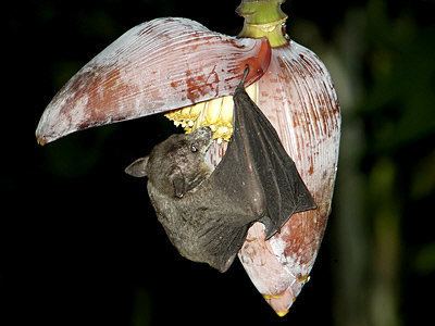 Cave nectar bat Cave Nectar Bat Eonycteris spelaea