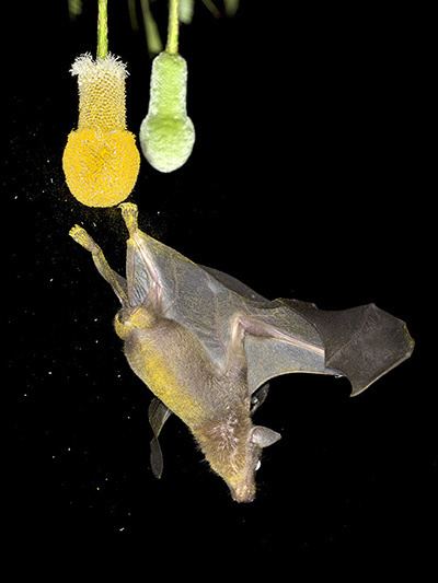 Cave nectar bat Cave Nectar Bat Eonycteris spelaea