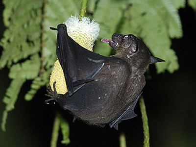 Cave nectar bat Cave Nectar Bat Dawn Bat Facts