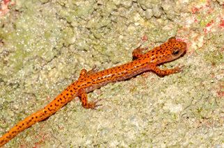 Cave salamander Cave Salamander Outdoor Alabama
