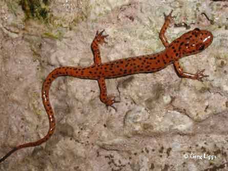 Cave salamander Cave Salamander Eurycea lucifuga