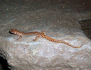 Cave salamander httpsuploadwikimediaorgwikipediacommonsthu