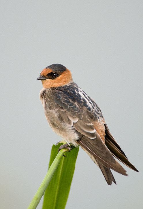 Cave swallow Cave Swallow Petrochelidon fulva