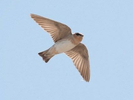 Cave swallow Cave Swallow Identification All About Birds Cornell Lab of