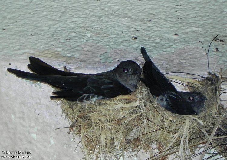 Cave swiftlet Cave Swiftlet Collocalia linchi