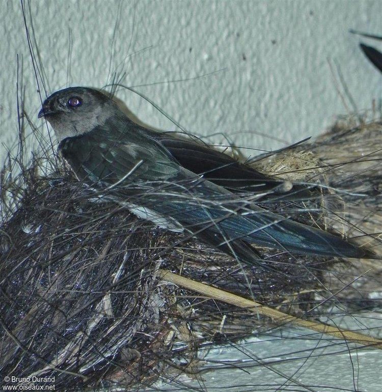 Cave swiftlet Cave Swiftlet Collocalia linchi refbrdu127351