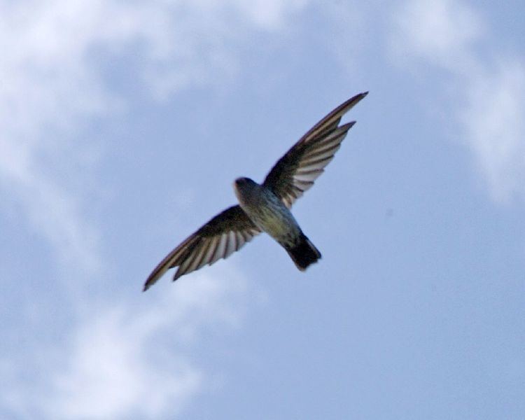 Cave swiftlet Cave swiftlet Wikipedia