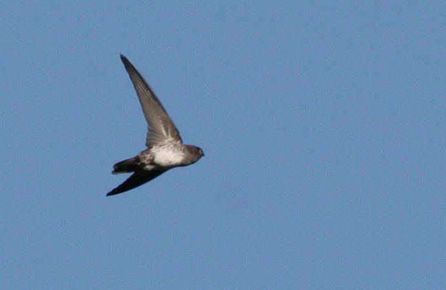 Cave swiftlet Oriental Bird Club Image Database Cave Swiftlet Collocalia linchi