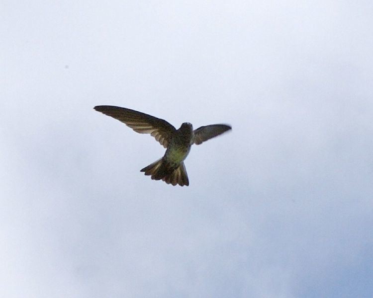 Cave swiftlet FileCave Swiftlet Collocalia linchijpg Wikimedia Commons