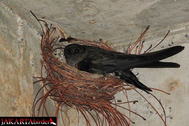 Cave swiftlet Oriental Bird Club Image Database Cave Swiftlet Collocalia linchi