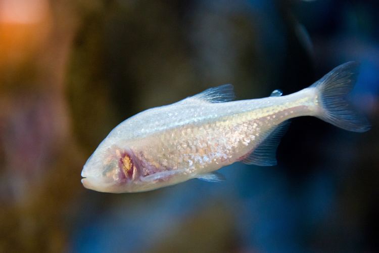 Cavefish newsnationalgeographiccomcontentdamnews2015