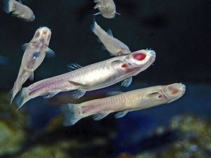 Cavefish Cavefish Wikipedia