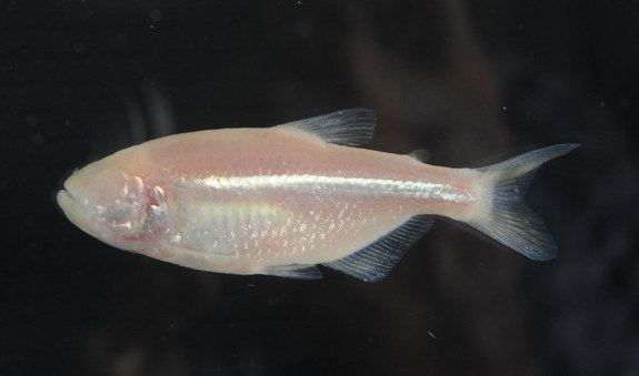 Cavefish Why do blind cave fish have shrunken brains ExtremeTech