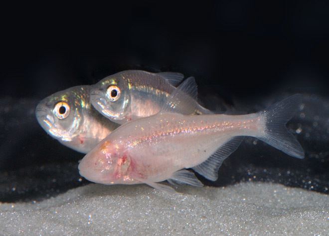 Cavefish Insomniac Cavefish May Hold Clues to Human Sleep Disorders WIRED