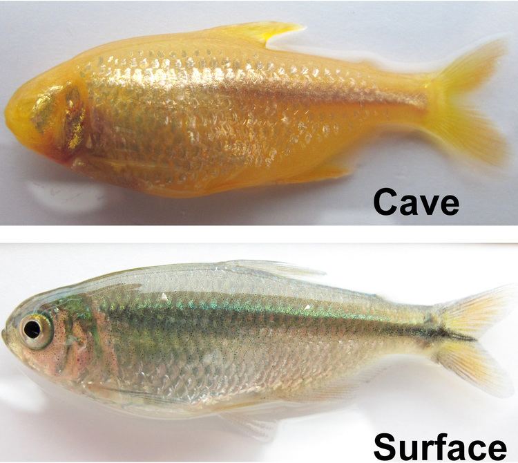 Cavefish Blind Cave Fish May Provide Insight on Eye Disease and Other Human