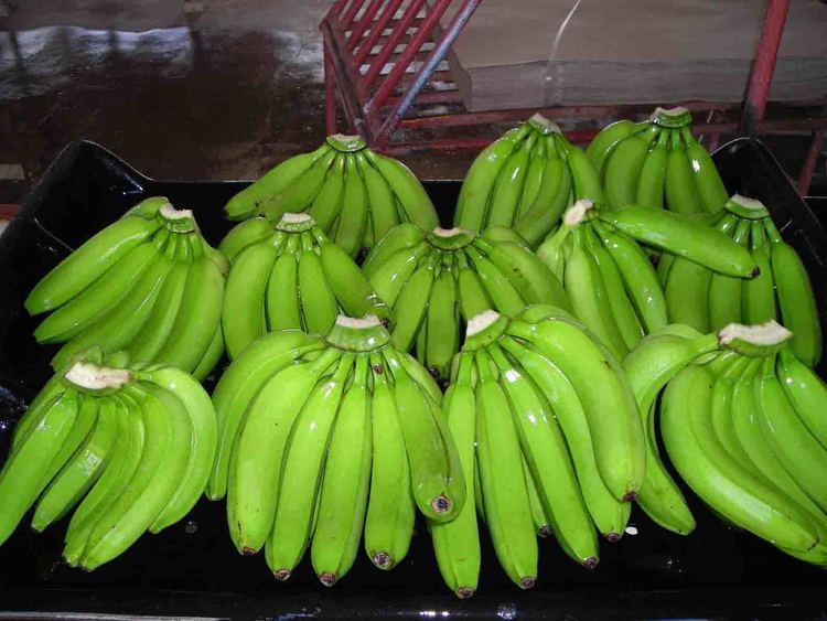 Cavendish banana QUALITY FRESH CAVENDISH BANANA productsCameroon QUALITY FRESH