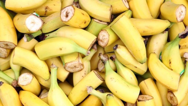 Cavendish banana The imminent death of the Cavendish banana and why it affects us all