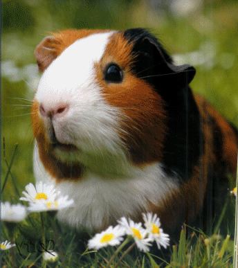 Cavia 1000 images about Cavia on Pinterest The dutchess Toys and Cavy