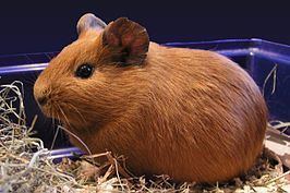 Cavia 1000 images about Cavia on Pinterest Cavy Guinea pigs and Nom nom