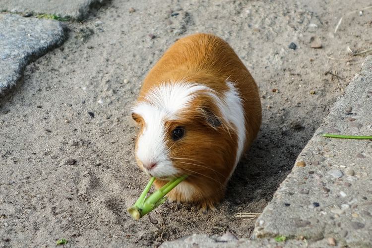 Caviidae Meerschweinchen Caviidae JPG LR44 Marco Gro39 Flickr