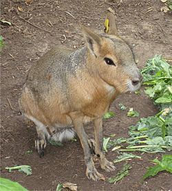 Caviidae Caviidae Wikipedia