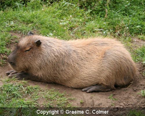 Caviidae ewombatcomimgphoto500speciesanimaliachordata