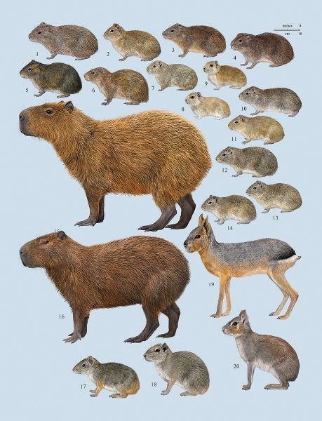 Caviidae Family Caviidae Cavies Capybaras and Maras Lovely things