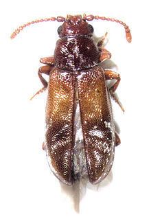 Cavognathidae httpsuploadwikimediaorgwikipediacommonsthu