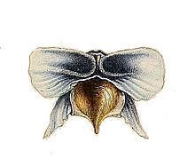 Cavolinia tridentata httpsuploadwikimediaorgwikipediacommonsthu