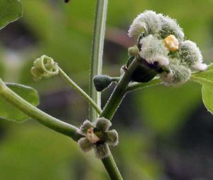 Cayaponia Cayaponia bonariensis RARITT SeedRarities