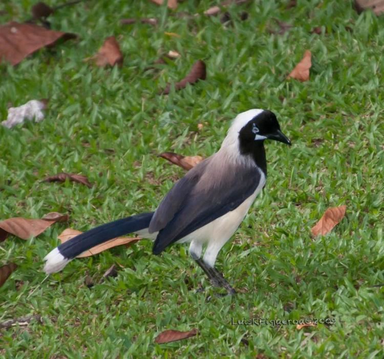 Cayenne jay Cayenne Jay Cyanocorax cayanus videos photos and sound recordings