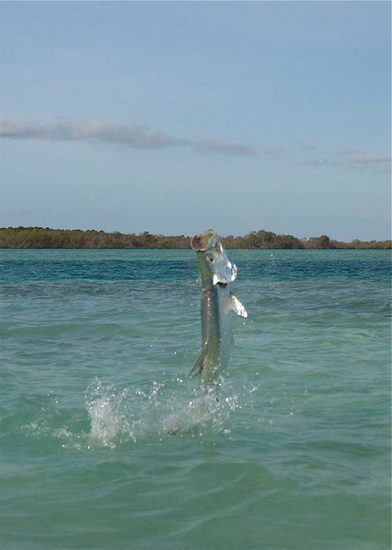 Cayo Romano Saltwater Fly Fishing at Cayo Romano in Cuba