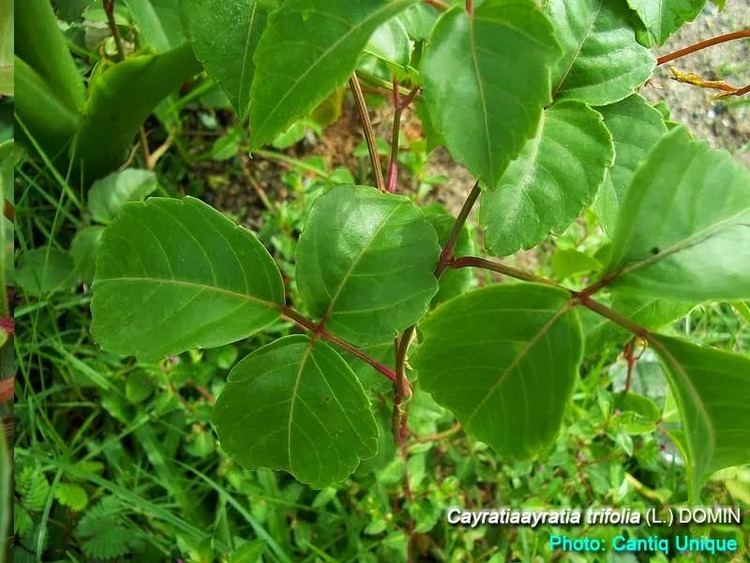 Cayratia Medicinal Plants Cayratia trifolia