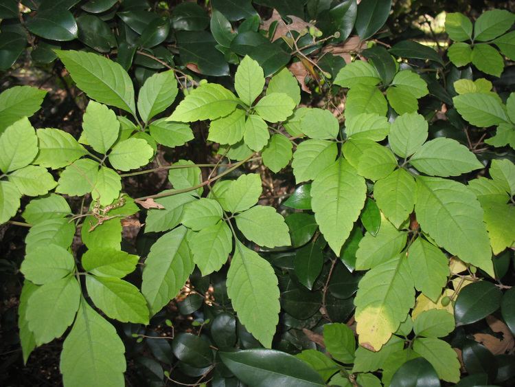 Cayratia Online Plant Guide Cayratia japonica Bushkiller